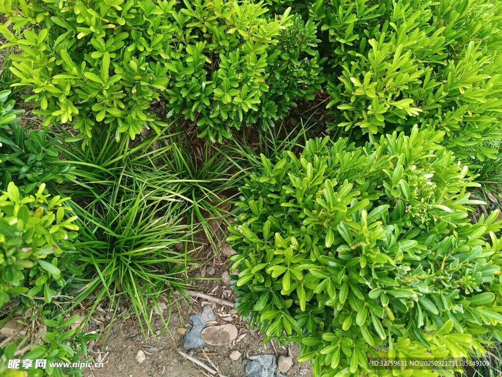 翠绿灌木植物俯拍景象