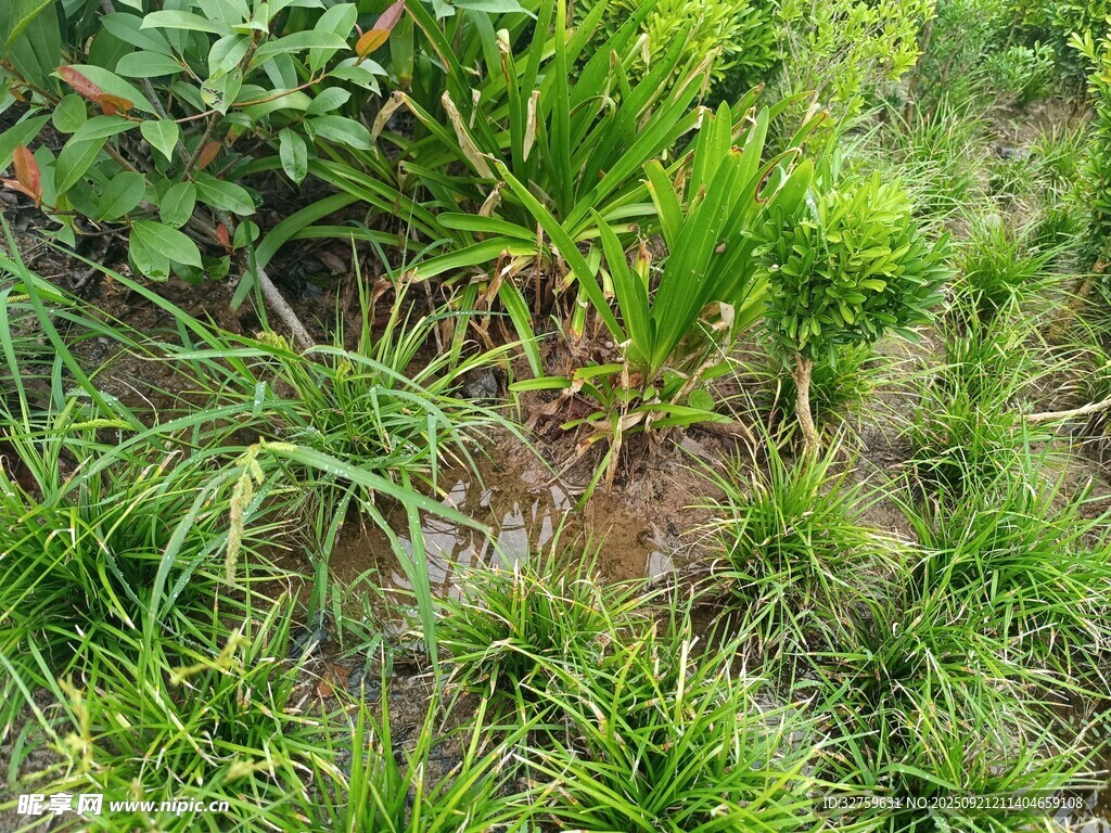 绿意盎然的草地植物景观