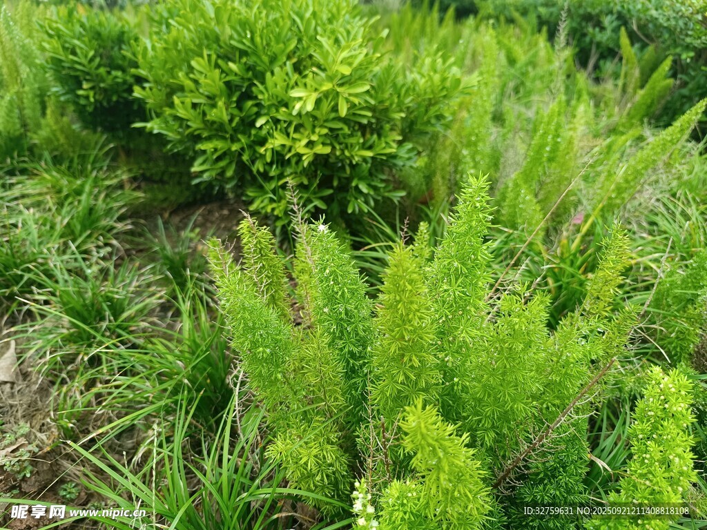 翠绿繁茂的户外植物景观