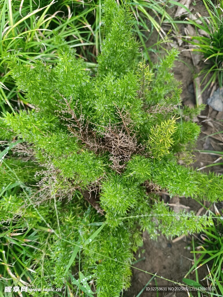 嫩绿植物于草丛中生长