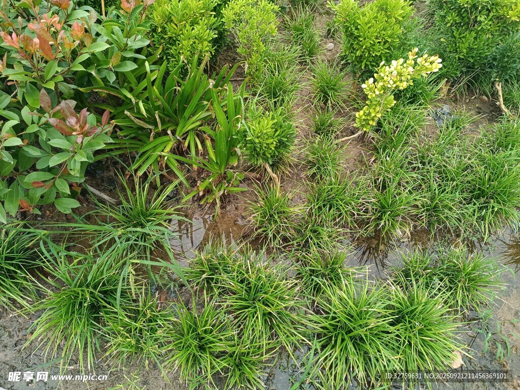 多样绿植景观