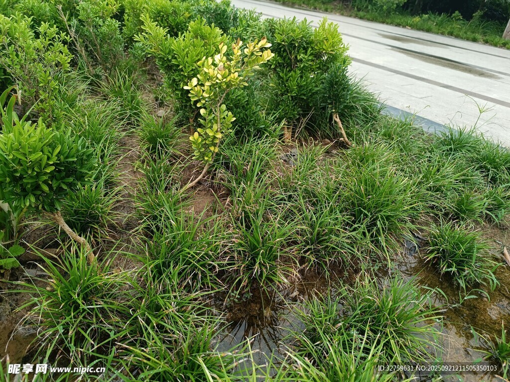 路边绿植景观