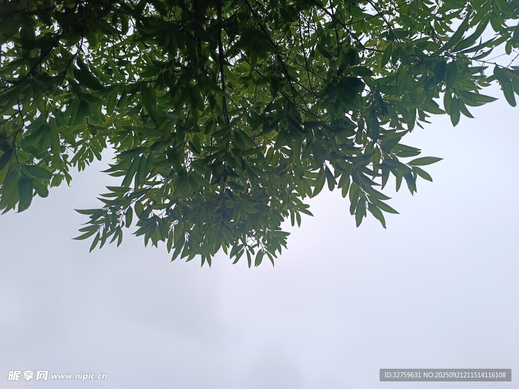 仰视翠绿枝叶与天空