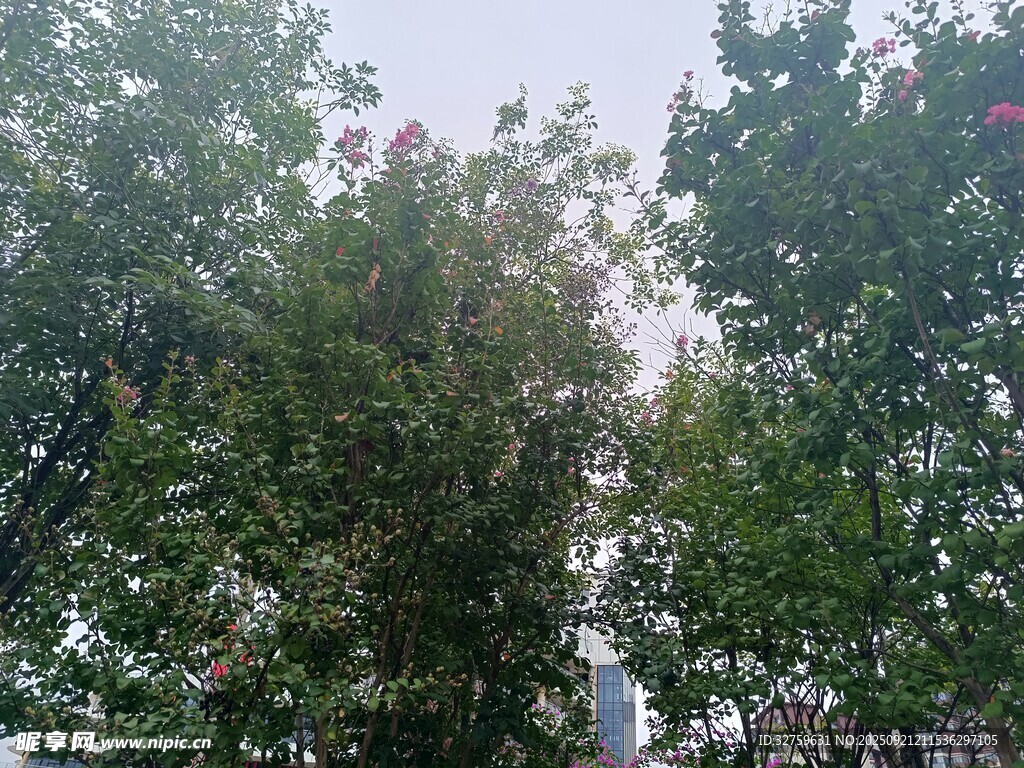 繁茂绿树