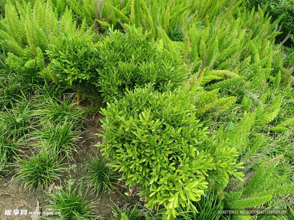 翠绿茂盛的绿植景观