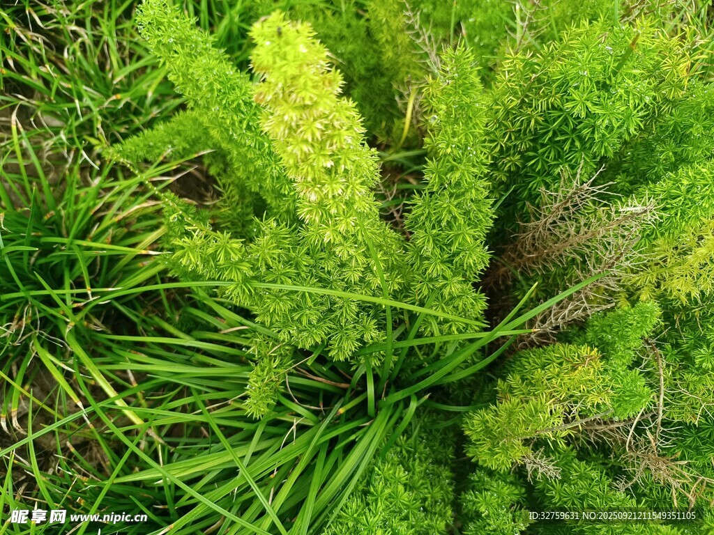 翠绿生机的鲜嫩植物
