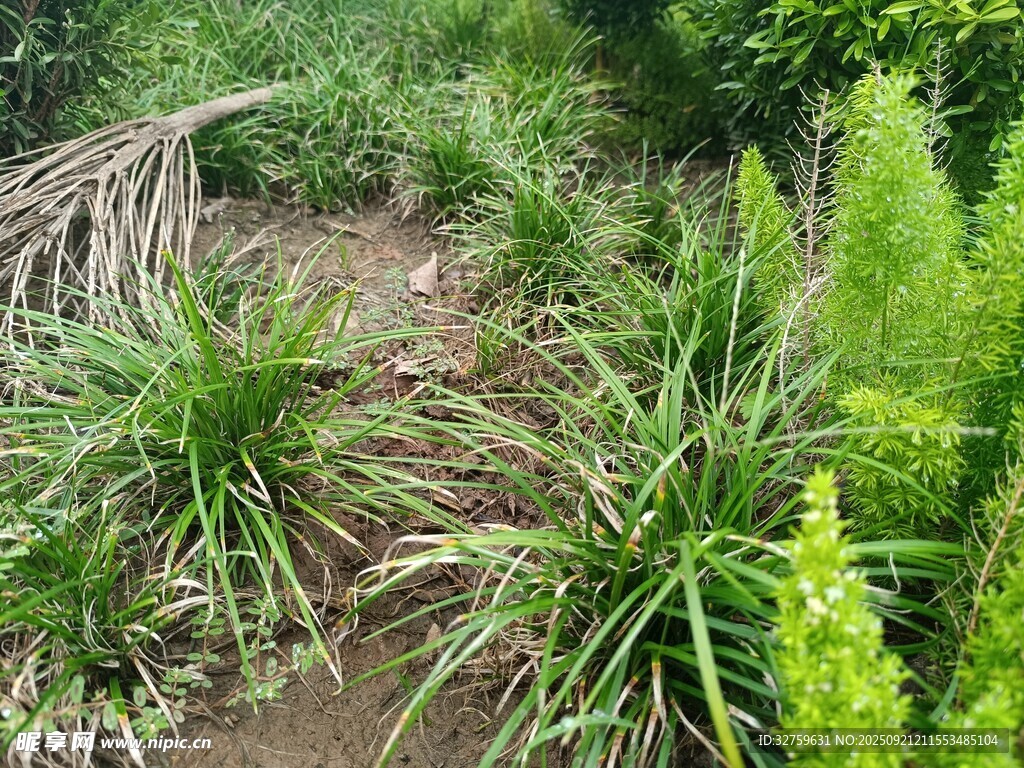 山间小径旁的繁茂绿植