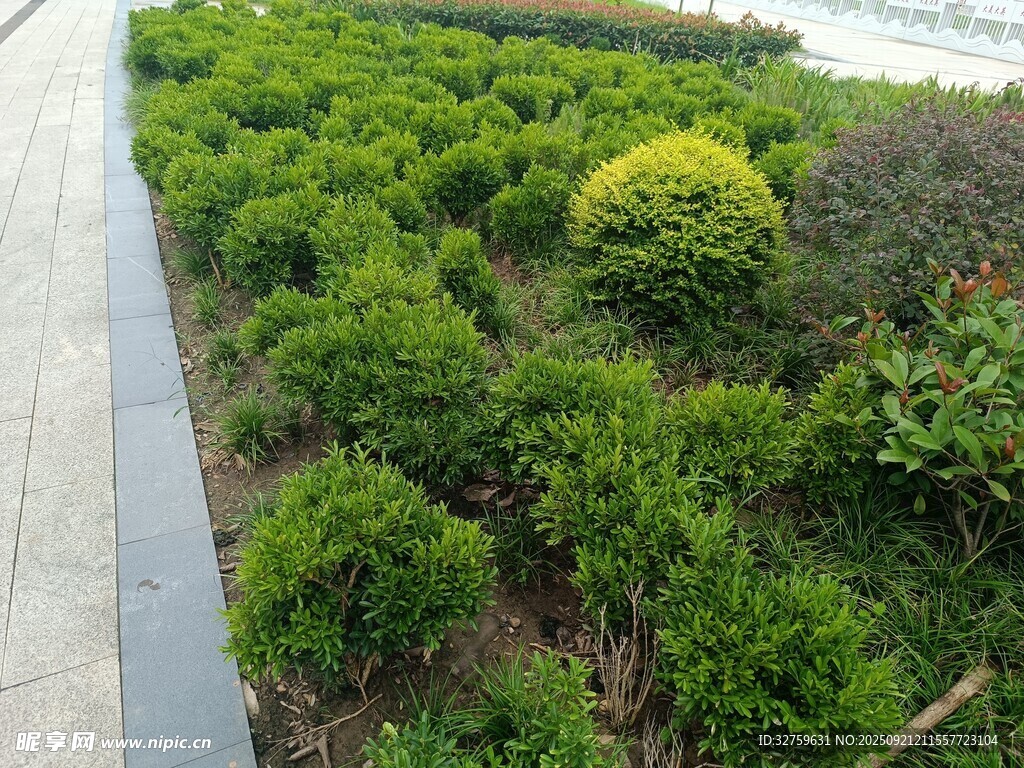路边绿植景观