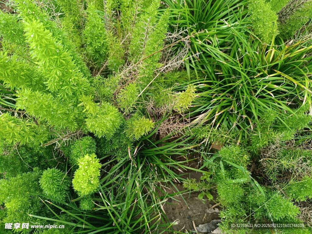 翠绿草丛中的生机景象