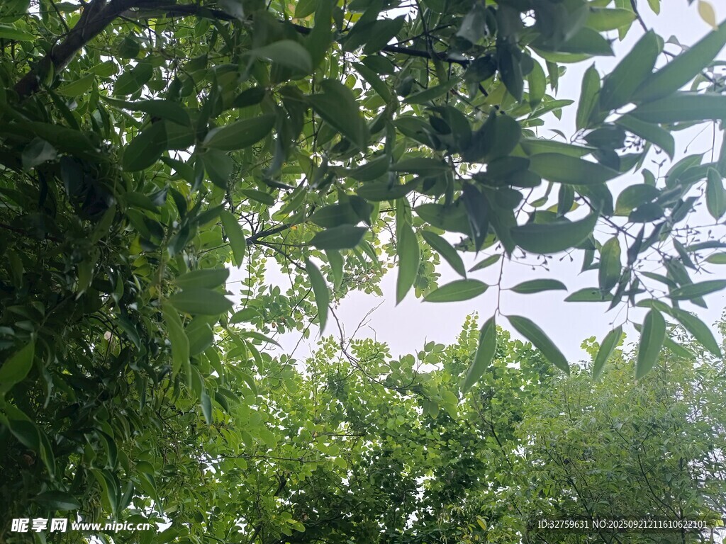 仰视繁茂绿树枝叶景观