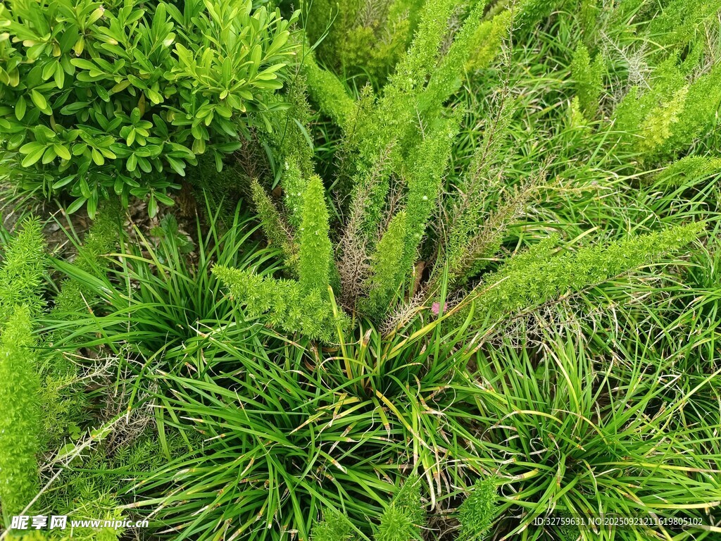 翠绿丛生的清新植物
