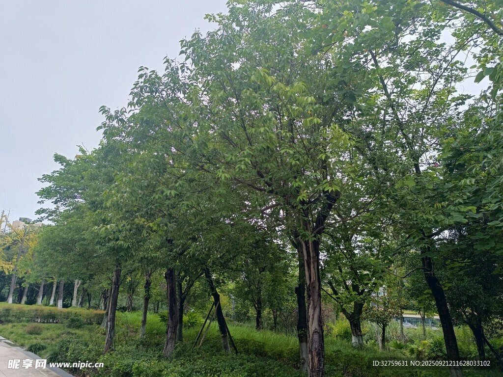 林荫小道