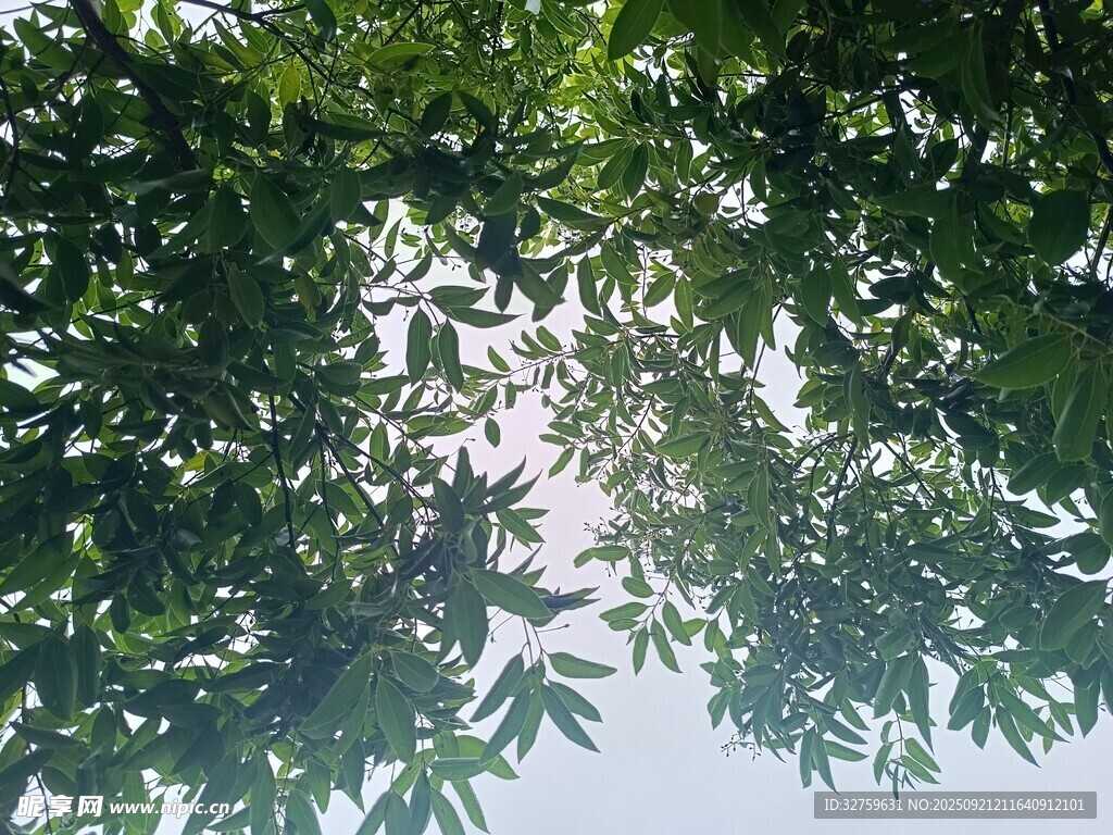 仰视翠绿繁茂的树叶