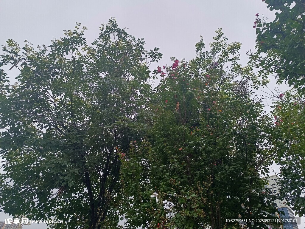 户外茂密绿树景观