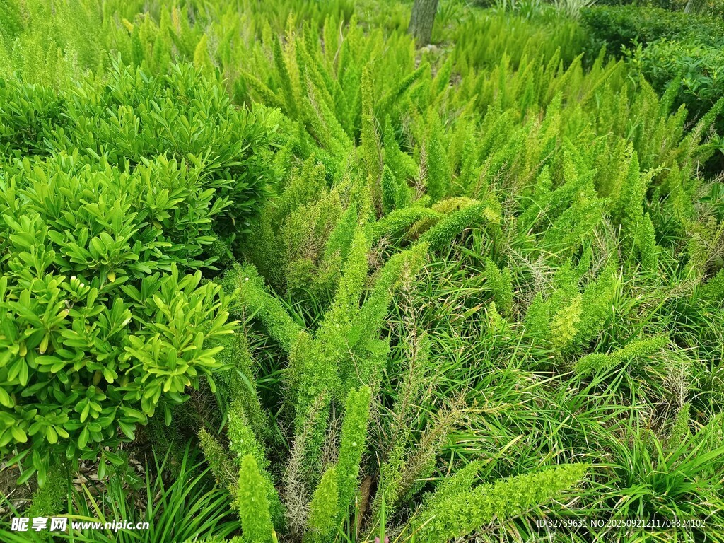 翠绿繁茂的绿植景观