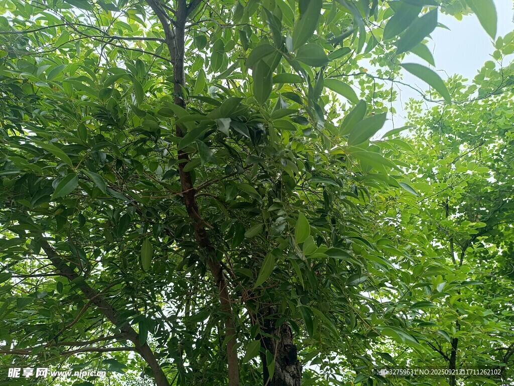 繁茂绿树