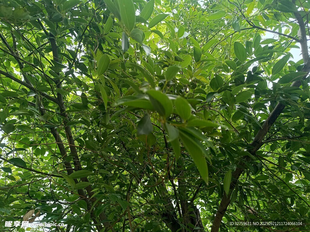 繁茂绿树 
