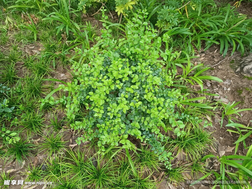嫩绿丛生植物特写