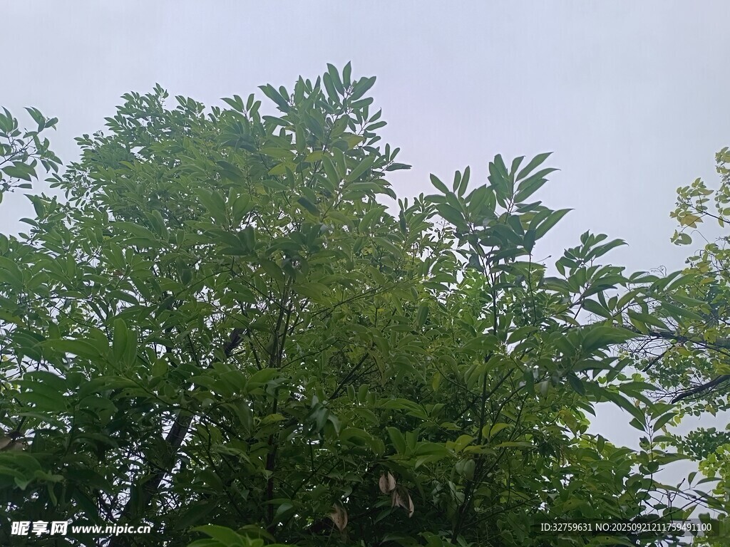 茂密绿树仰拍景象