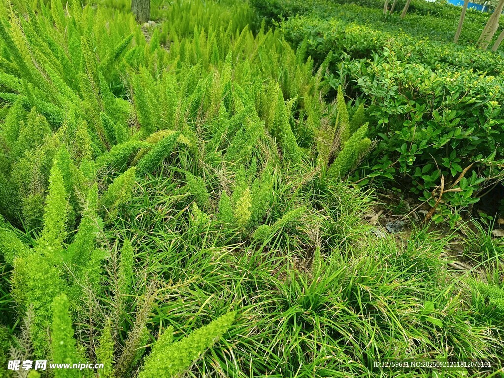 翠绿梯田式繁茂植物景观