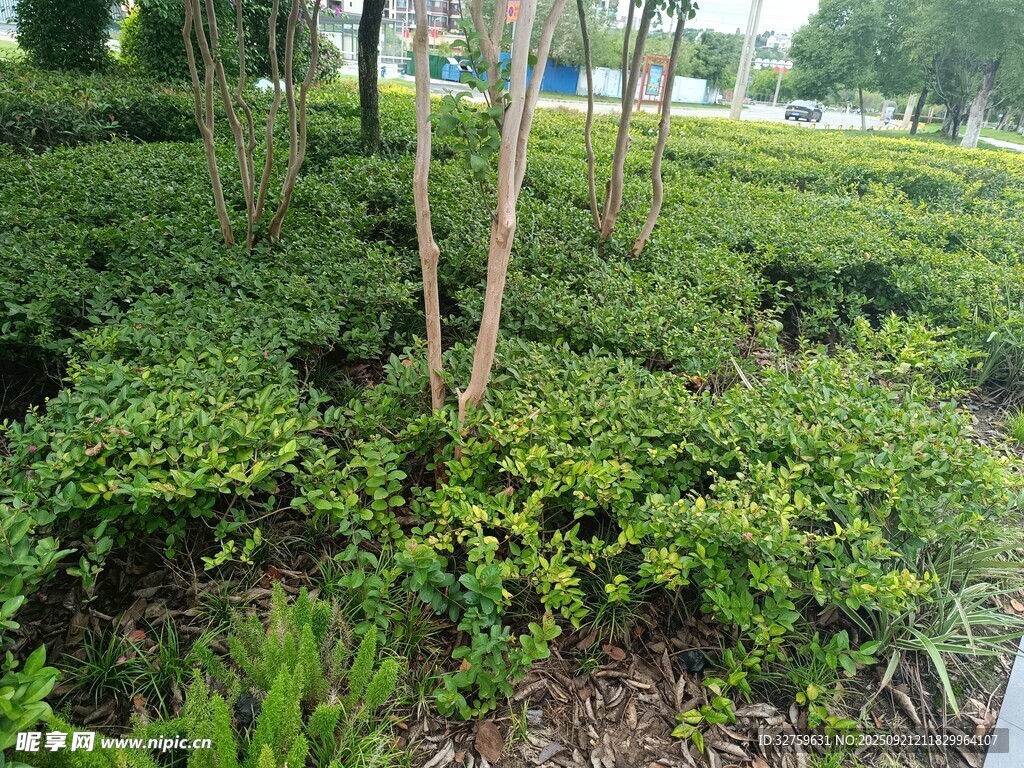 绿意盎然的灌木丛景观