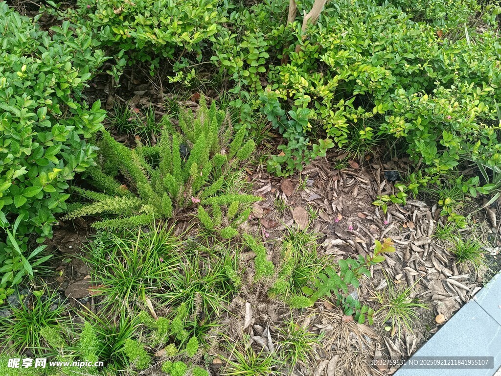 庭院绿植景观一角