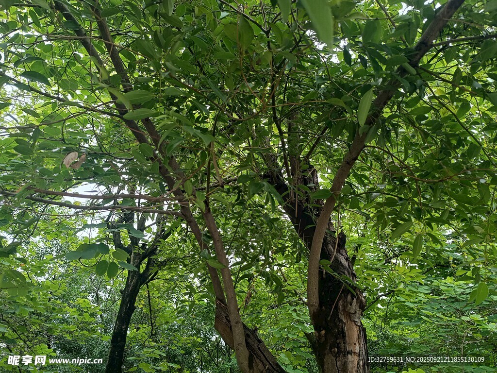 茂密树林中的葱郁树木