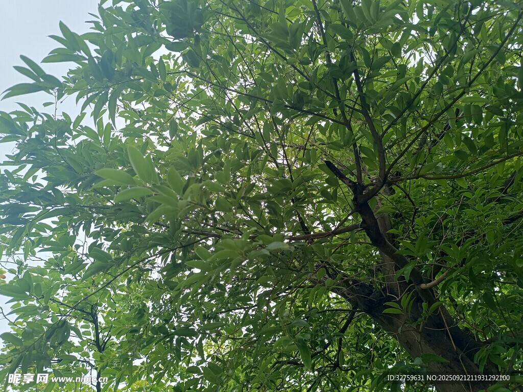 繁茂绿树展现盎然生机