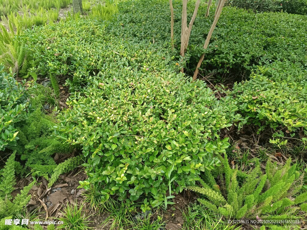绿意盎然的植物景观