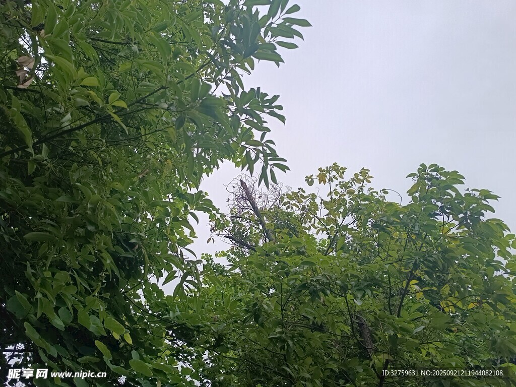 仰视葱郁繁茂的绿树