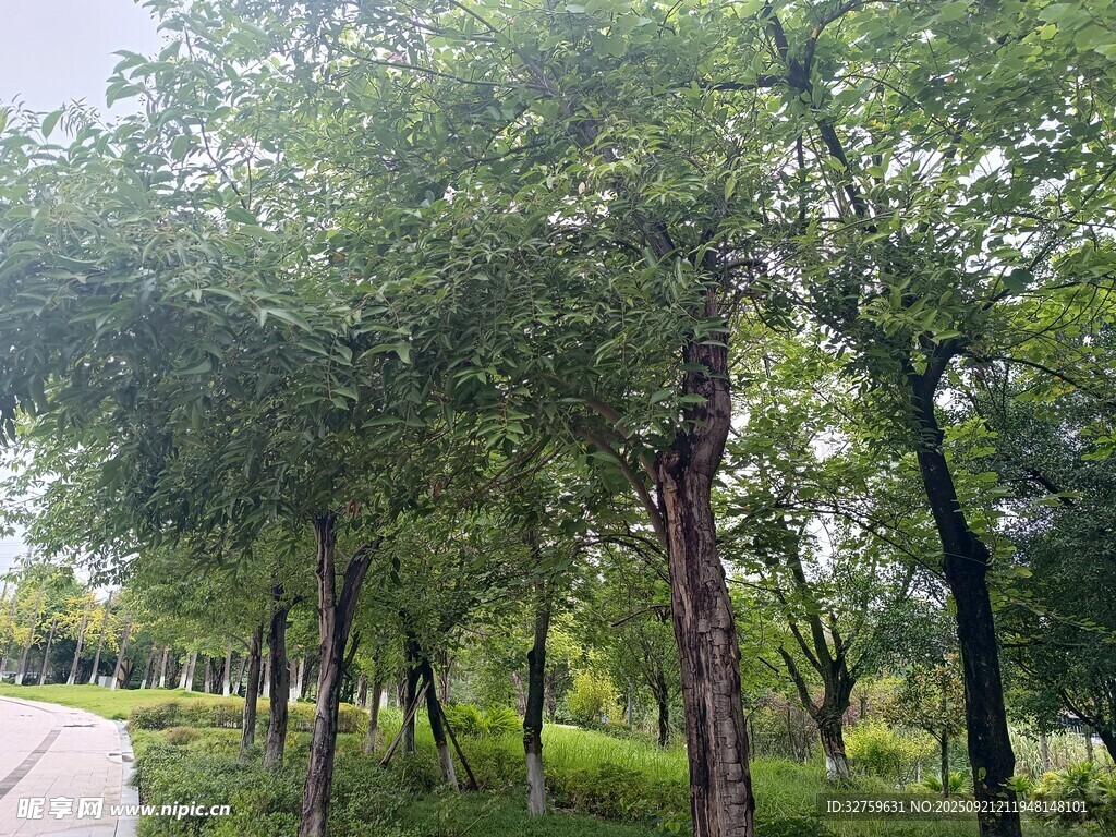 林荫小道