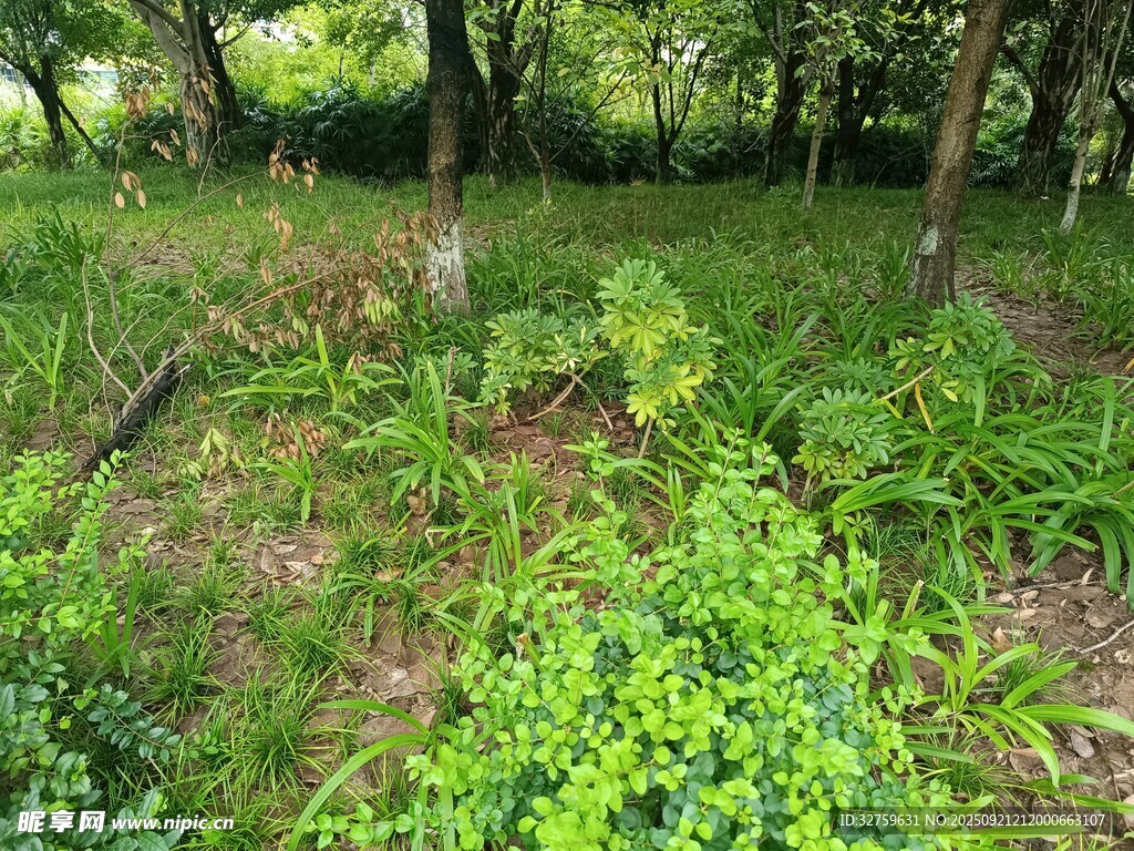 林间繁茂绿植景观