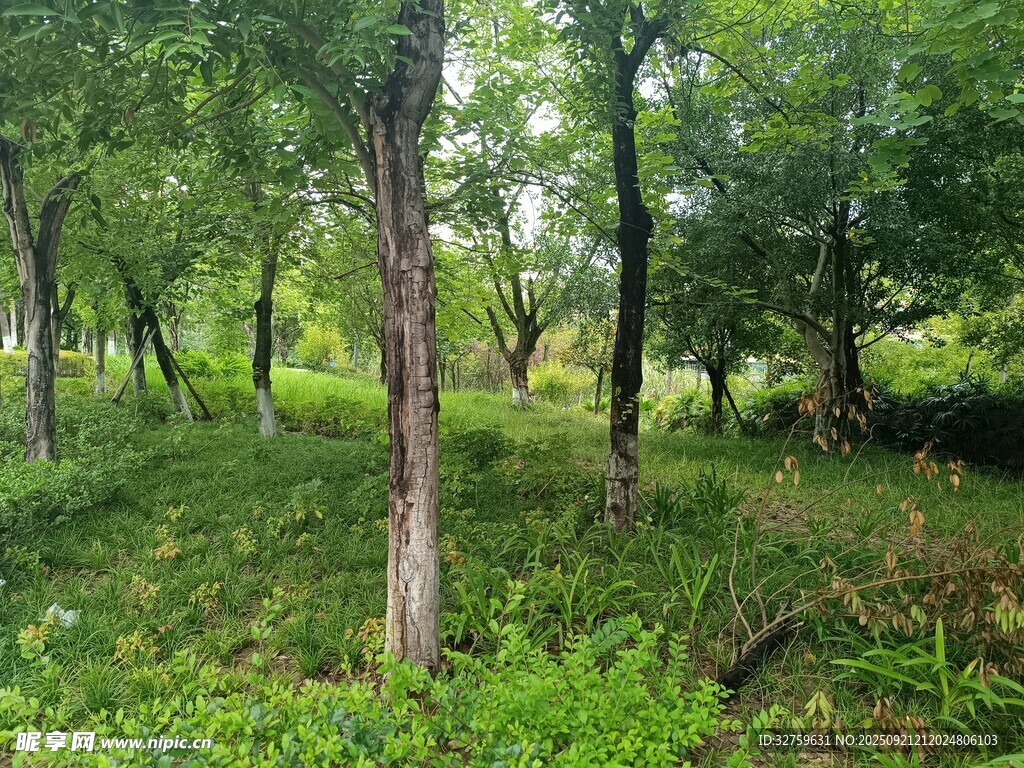 绿意盎然的林间景象