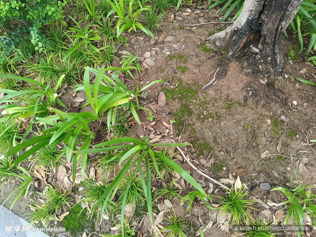 树下绿植景观