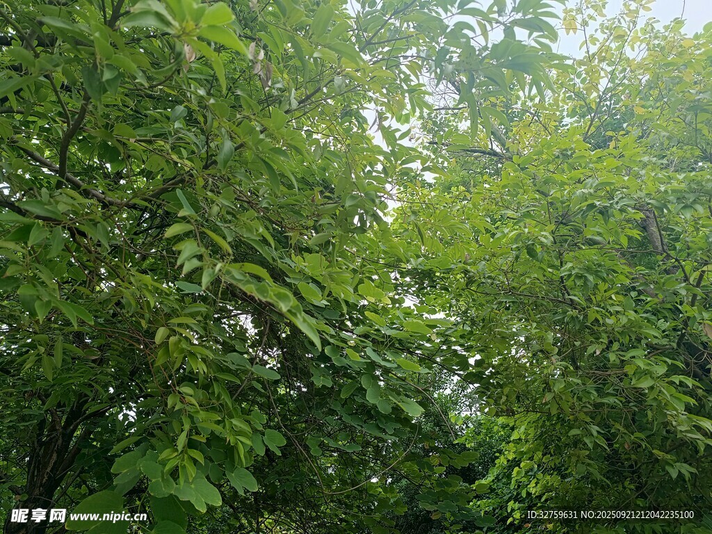 茂密绿意盎然的树林