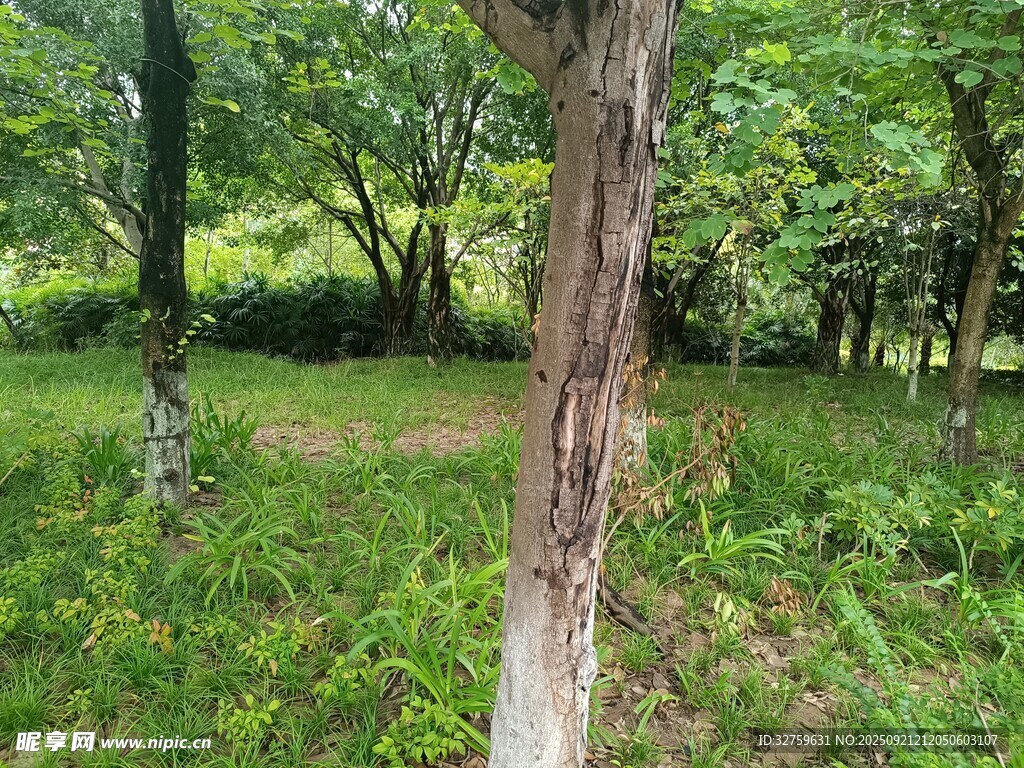 林间绿意盎然的静谧场景