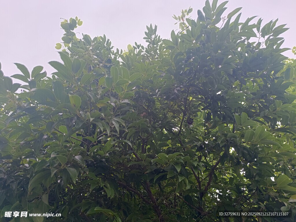 茂密绿树景观