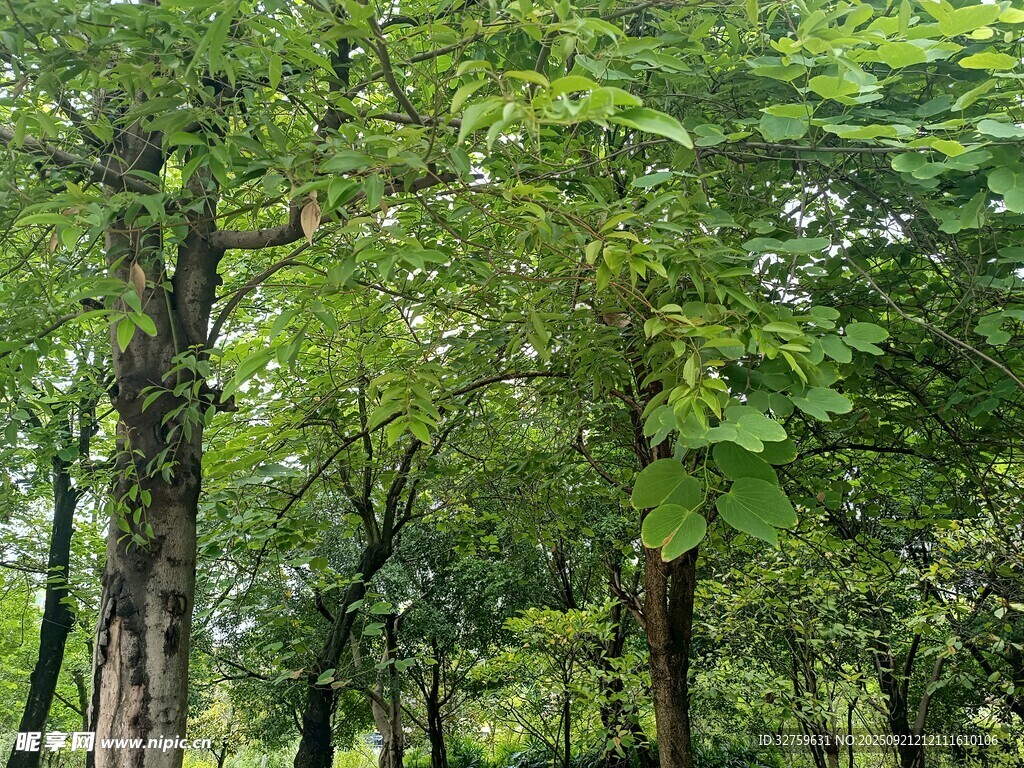 茂密绿意盎然的林间景象