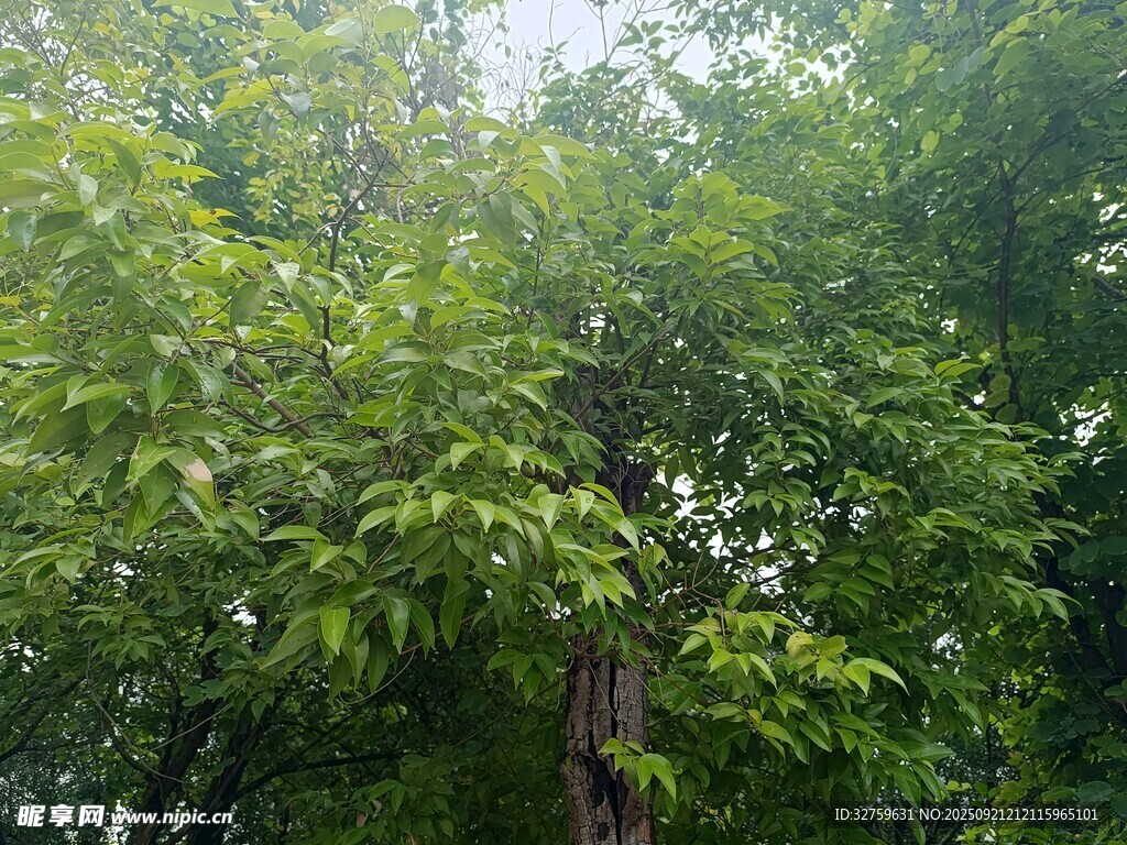 茂密绿树展现盎然生机