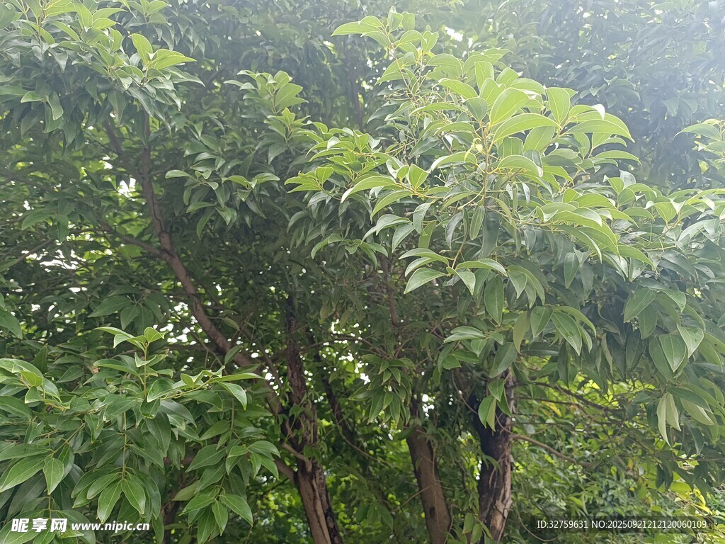 茂密山林绿意盎然