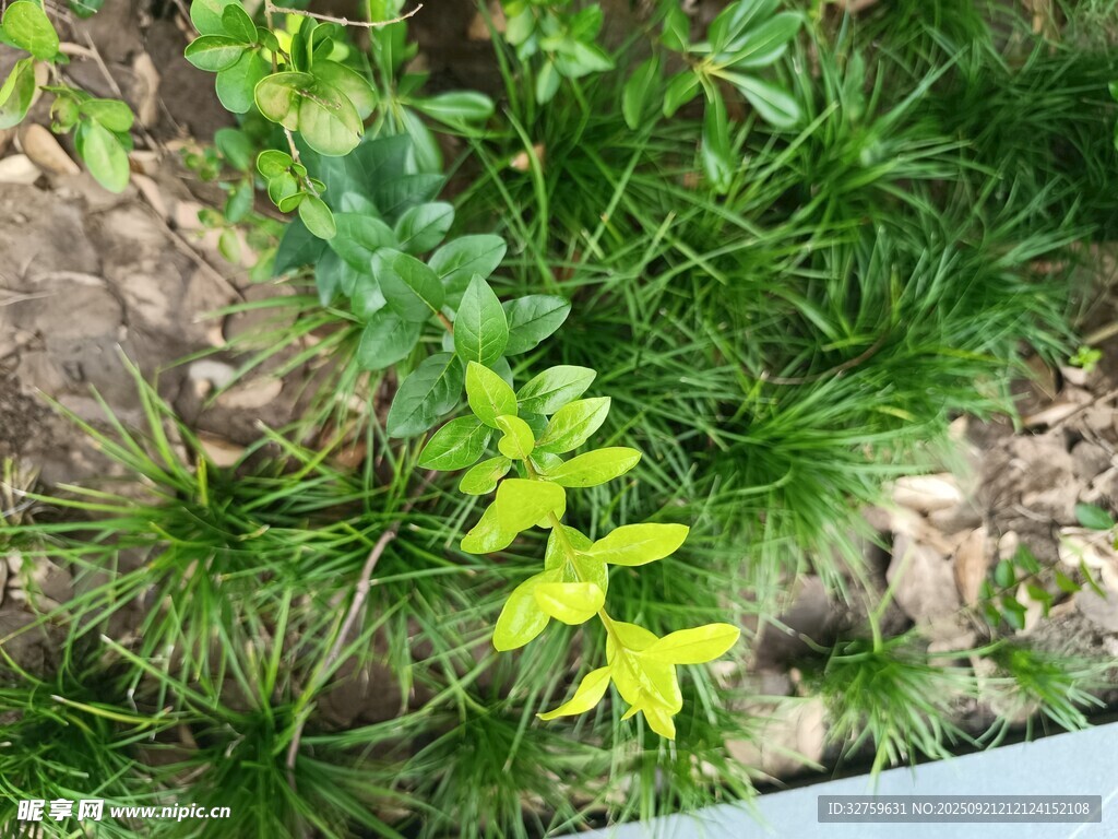 嫩绿植物生机盎然