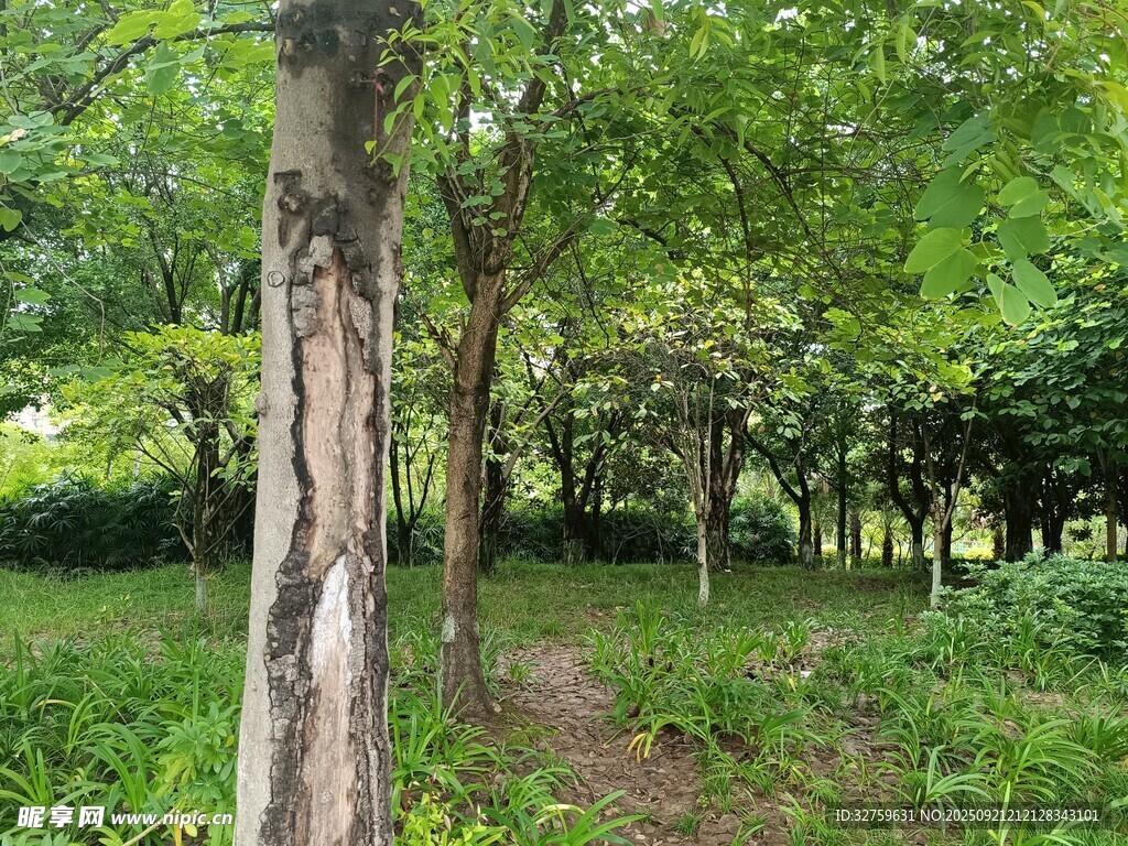 林间小径 