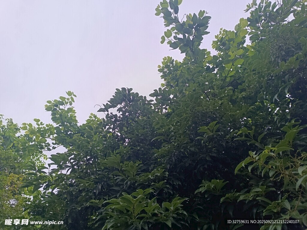 繁茂绿树 