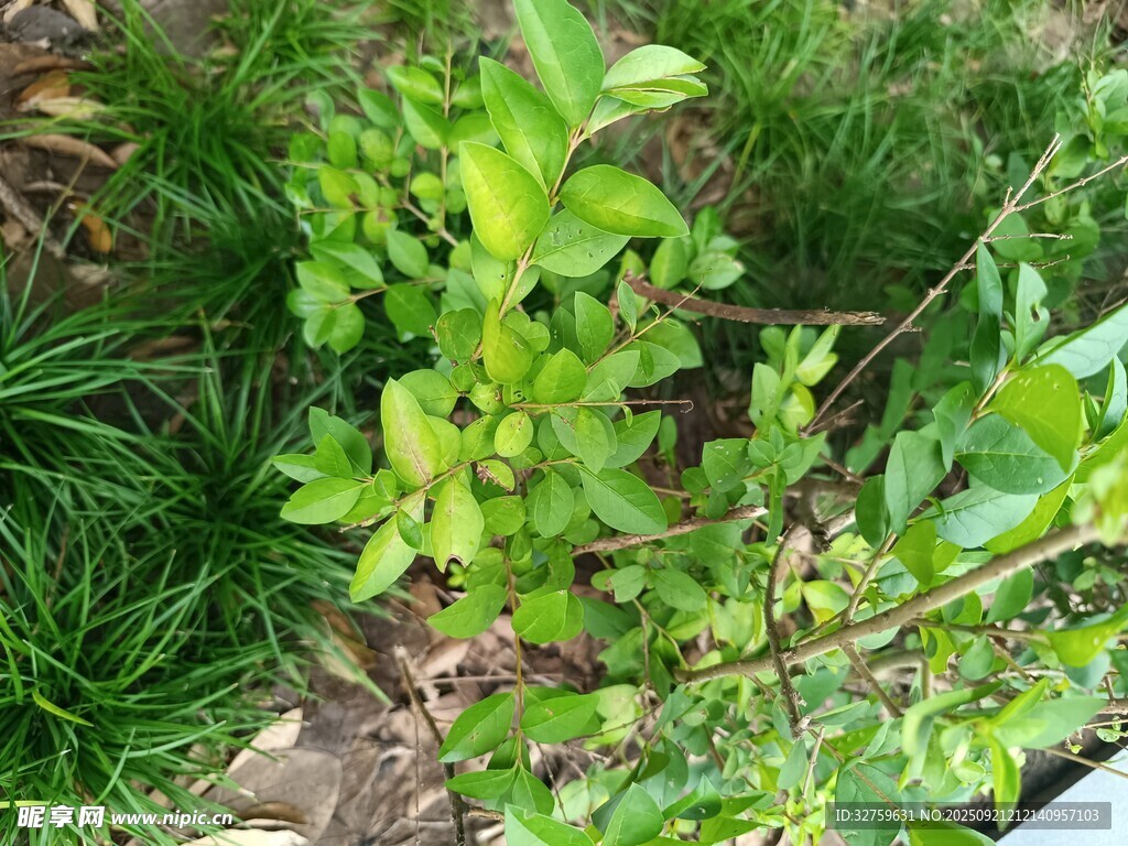 嫩绿植物生机盎然