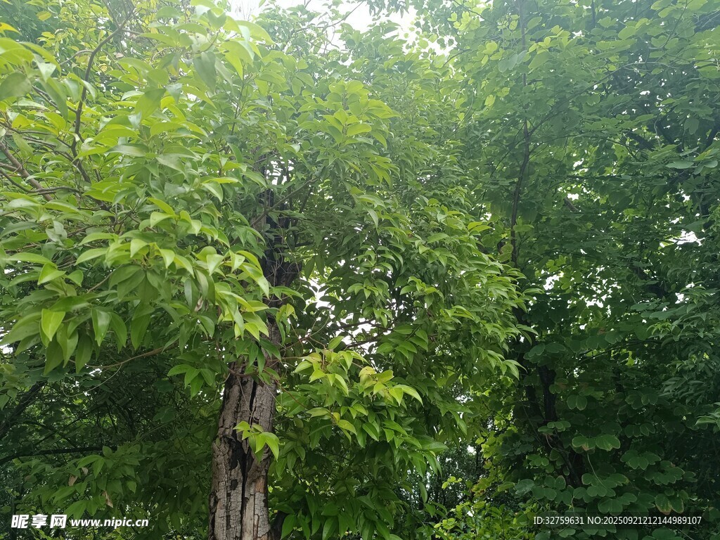 茂密丛林中的繁茂绿树