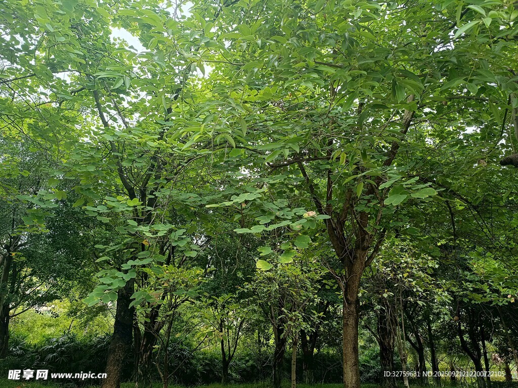 夏日葱郁树林景观