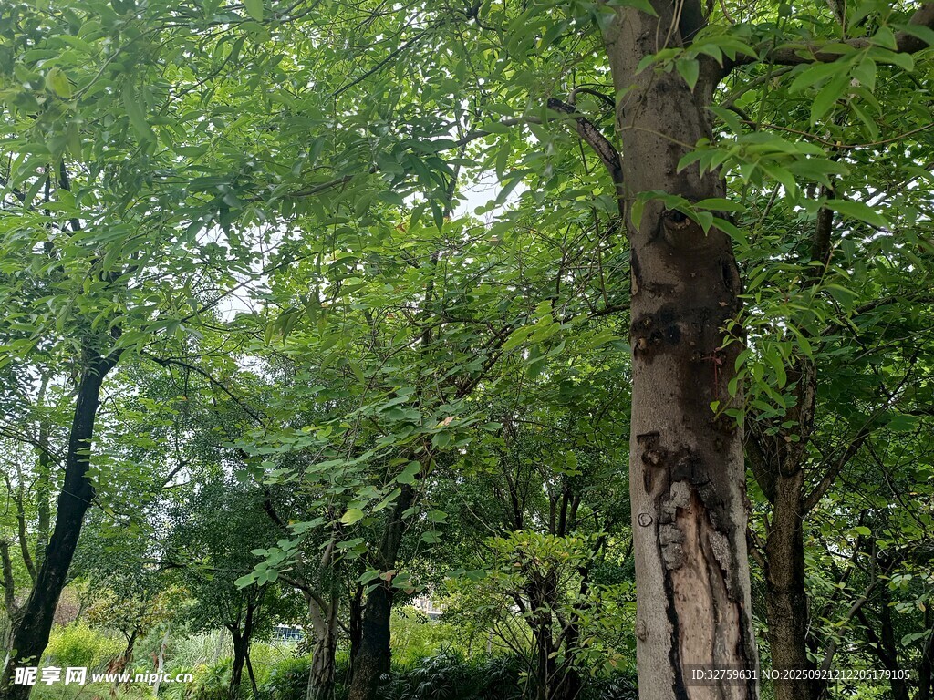 夏日葱郁树林景观
