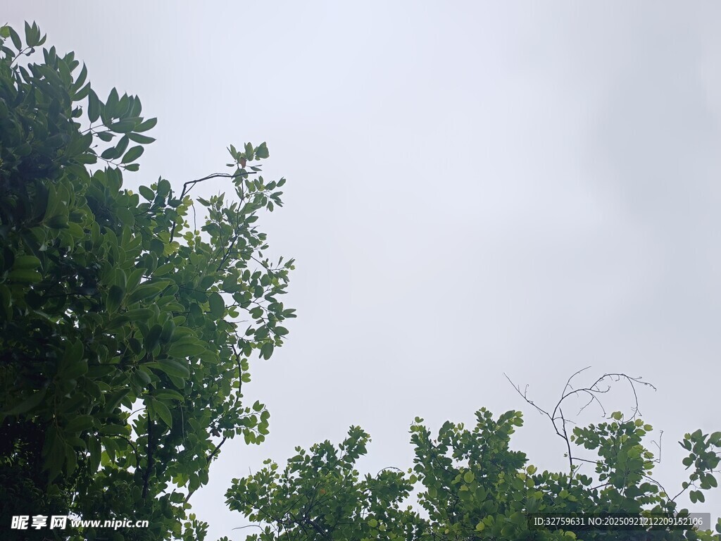 绿树映灰天