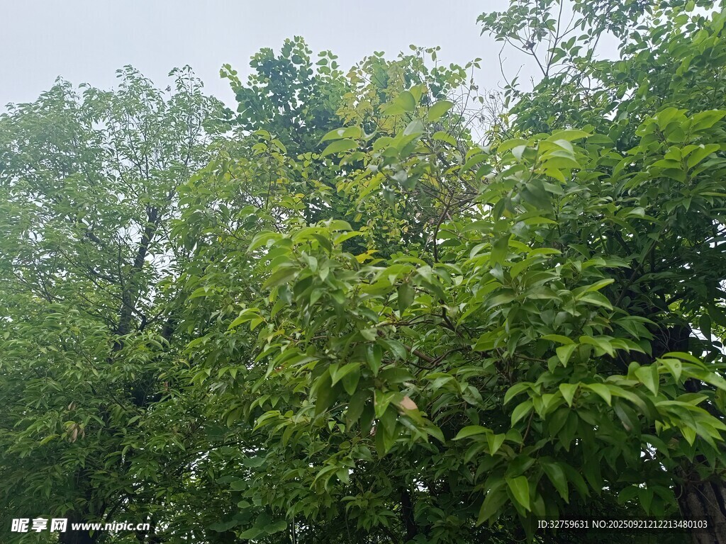 茂密树林绿意盎然