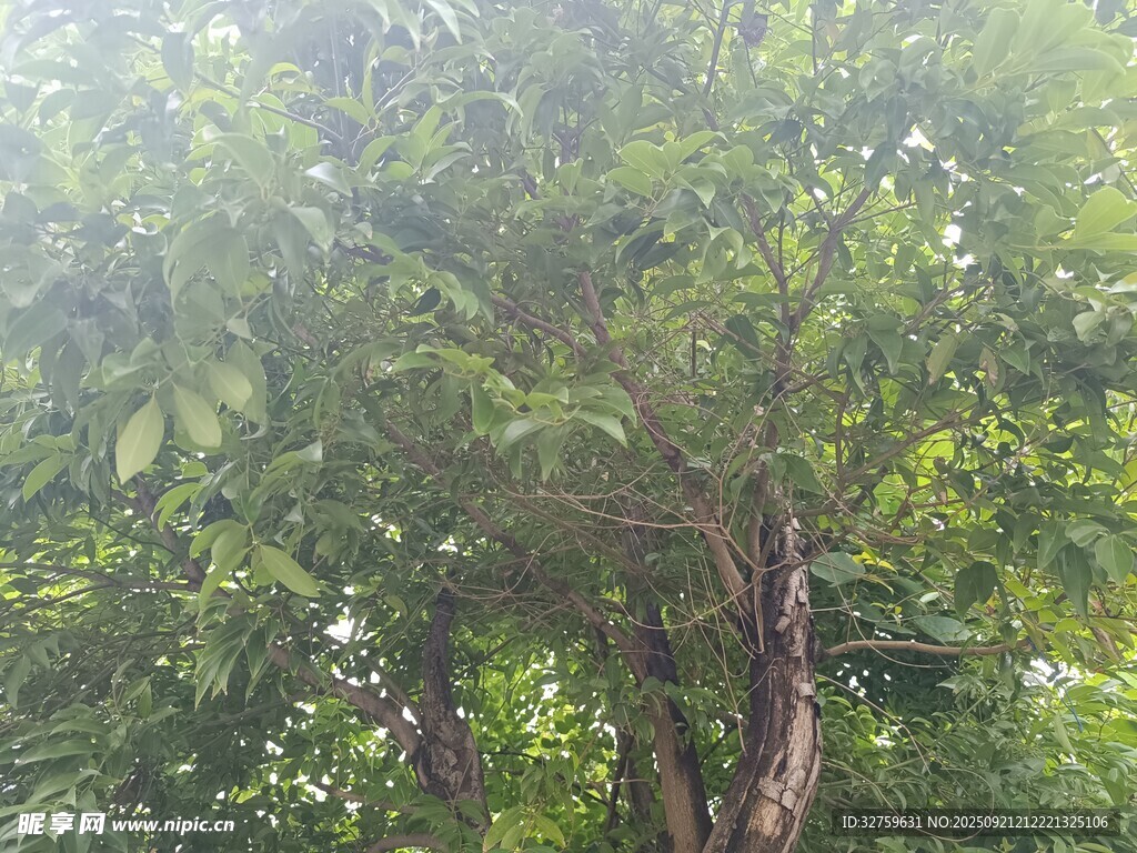 阳光洒落茂密绿树间